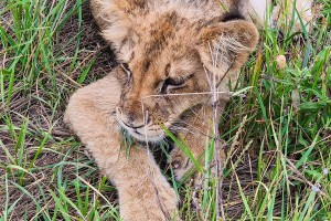 Mlada lavica na Čantavirskom putu