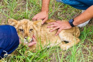 Mlada lavica na Čantavirskom putu