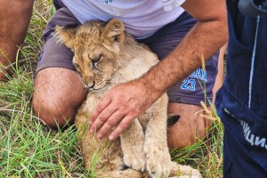 Mlada lavica na Čantavirskom putu