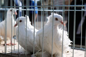 Оbeležavanjе svetskog dana životinja