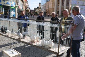 Оbeležavanjе svetskog dana životinja