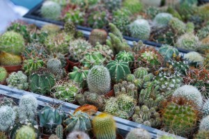 Sajam cveća na Gradskom trgu