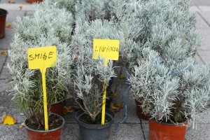 Sajam cveća na Gradskom trgu