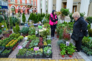 Sajam cveća na Gradskom trgu