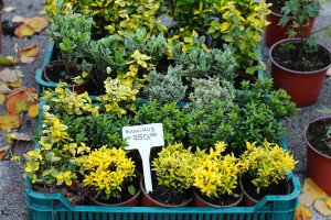 Sajam cveća na Gradskom trgu