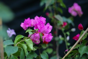 Sajam cveća "Garden flora"