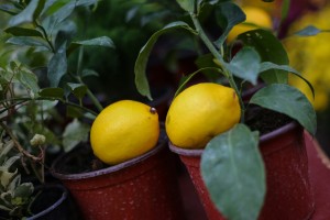 Sajam cveća "Garden flora"