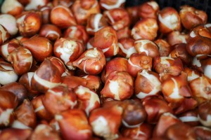 Sajam cveća "Garden flora"