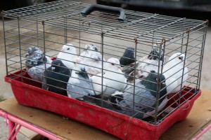 Izložba ukrasnih ptica i sitnih životinja "Subotica 2023"