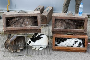 Izložba ukrasnih ptica i sitnih životinja "Subotica 2023"