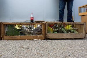 Izložba ukrasnih ptica i sitnih životinja "Subotica 2023"