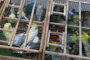 Izložba ukrasnih ptica i sitnih životinja "Subotica 2023"