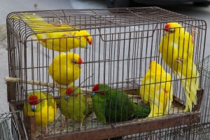 Izložba ukrasnih ptica i sitnih životinja "Subotica 2023"