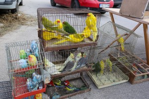 Izložba ukrasnih ptica i sitnih životinja "Subotica 2023"