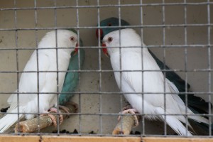 Izložba ukrasnih ptica i sitnih životinja "Subotica 2023"