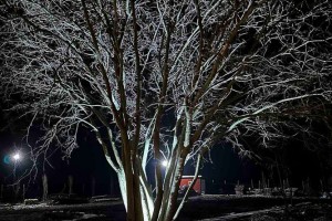 "Sophora" - svečana sala za venčanja, žurke, proslave i korporativne susrete