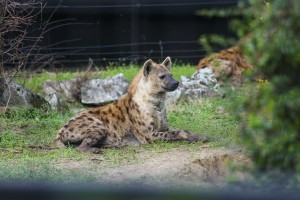 Hijene u Zoo vrtu na Paliću