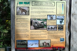 Hijene u Zoo vrtu na Paliću