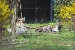 Hijene u Zoo vrtu na Paliću