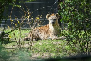 Hijene u Zoo vrtu na Paliću