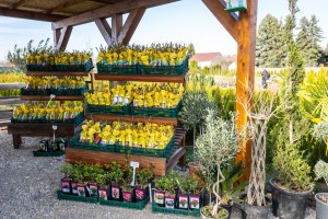 Rasadnik "Park Palić" - sve neophodne biljke i sadnice ukrasnog bilja