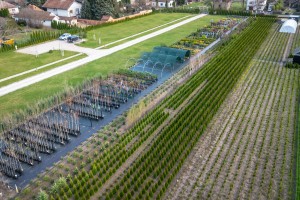 Rasadnik "Park Palić" - sve neophodne biljke i sadnice ukrasnog bilja