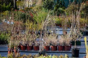 Rasadnik "Park Palić" - sve neophodne biljke i sadnice ukrasnog bilja