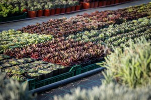 Rasadnik "Park Palić" - sve neophodne biljke i sadnice ukrasnog bilja