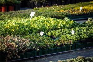 Rasadnik "Park Palić" - sve neophodne biljke i sadnice ukrasnog bilja