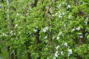 Proizvodnja jabuke u Tavankutu