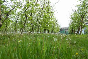 Proizvodnja jabuke u Tavankutu