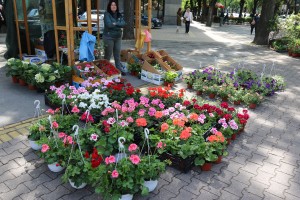 Garden flora - prolećna izložba i vašar cveća