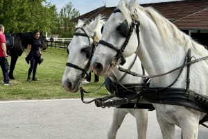 Prvi maj na ergeli Kelebija