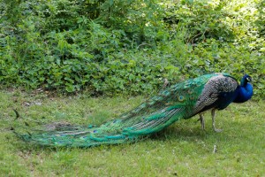 Mladi Bengalski tigar - novi stanovnik Zoo vrta