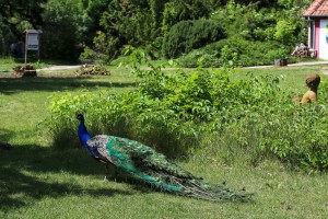 Mladi Bengalski tigar - novi stanovnik Zoo vrta