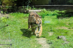 Mladi Bengalski tigar - novi stanovnik Zoo vrta