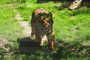 Mladi Bengalski tigar - novi stanovnik Zoo vrta