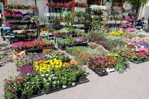 Prolećni Sajam cveća