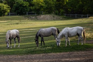 Let balonom iznad ergele "Kelebija"