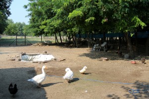 Razgovor povodom problema sa lisicama u MZ "Zorka"