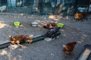 Razgovor povodom problema sa lisicama u MZ "Zorka"