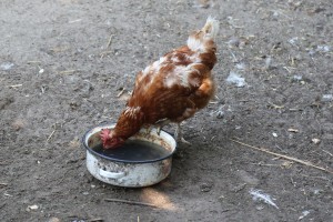 Razgovor povodom problema sa lisicama u MZ "Zorka"