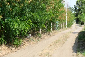 Razgovor sa stanovnicima  Ulice Jelene Ćetković povodom problema sa putem