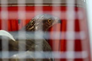 Puštanje ptica iz Prihvatilišta Zoo vrta