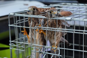 Puštanje ptica iz Prihvatilišta Zoo vrta