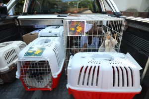 Puštanje ptica iz Prihvatilišta Zoo vrta