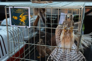 Puštanje ptica iz Prihvatilišta Zoo vrta