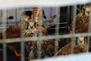 Puštanje ptica iz Prihvatilišta Zoo vrta