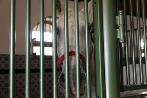 Potpisivanje Sporazuma između mađarske i srpske pošte