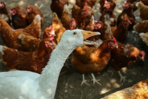 "Male, ali zdrave farme" - organska farma na periferiji Subotice